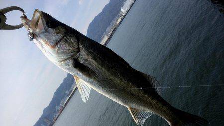 神戸突堤シーバス7本